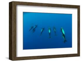 Shortfin Pilot Whale Group (Globicephala Macrorhynchus) Canary Islands, Spain, Europe, May 2009-Relanzón-Framed Photographic Print