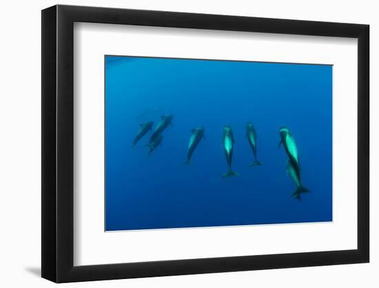 Shortfin Pilot Whale Group (Globicephala Macrorhynchus) Canary Islands, Spain, Europe, May 2009-Relanzón-Framed Photographic Print