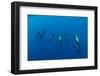 Shortfin Pilot Whale Group (Globicephala Macrorhynchus) Canary Islands, Spain, Europe, May 2009-Relanzón-Framed Photographic Print