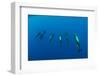 Shortfin Pilot Whale Group (Globicephala Macrorhynchus) Canary Islands, Spain, Europe, May 2009-Relanzón-Framed Photographic Print