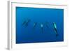 Shortfin Pilot Whale Group (Globicephala Macrorhynchus) Canary Islands, Spain, Europe, May 2009-Relanzón-Framed Photographic Print