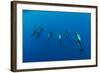 Shortfin Pilot Whale Group (Globicephala Macrorhynchus) Canary Islands, Spain, Europe, May 2009-Relanzón-Framed Photographic Print