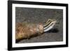 Shorthead Fangblenny Lives in a Bottle-Hal Beral-Framed Photographic Print