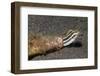 Shorthead Fangblenny Lives in a Bottle-Hal Beral-Framed Photographic Print