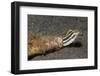 Shorthead Fangblenny Lives in a Bottle-Hal Beral-Framed Photographic Print