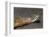 Shorthead Fangblenny Lives in a Bottle-Hal Beral-Framed Photographic Print