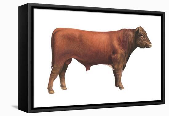 Shorthorn Bull, Beef Cattle, Mammals-Encyclopaedia Britannica-Framed Stretched Canvas