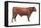 Shorthorn Bull, Beef Cattle, Mammals-Encyclopaedia Britannica-Framed Stretched Canvas