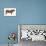 Shorthorn Bull, Beef Cattle, Mammals-Encyclopaedia Britannica-Stretched Canvas displayed on a wall