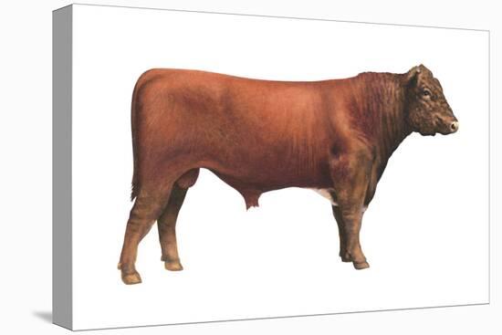 Shorthorn Bull, Beef Cattle, Mammals-Encyclopaedia Britannica-Stretched Canvas