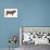 Shorthorn Bull, Beef Cattle, Mammals-Encyclopaedia Britannica-Poster displayed on a wall