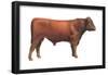 Shorthorn Bull, Beef Cattle, Mammals-Encyclopaedia Britannica-Framed Poster