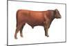 Shorthorn Bull, Beef Cattle, Mammals-Encyclopaedia Britannica-Mounted Poster