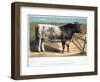 Shorthorn Bull Ironclad, 1875-null-Framed Giclee Print