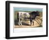 Shorthorn Bull Ironclad, 1875-null-Framed Giclee Print