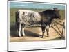 Shorthorn Bull Ironclad, 1875-null-Mounted Giclee Print