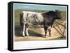 Shorthorn Bull Ironclad, 1875-null-Framed Stretched Canvas