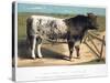Shorthorn Bull Ironclad, 1875-null-Stretched Canvas