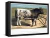 Shorthorn Bull Ironclad, 1875-null-Framed Stretched Canvas