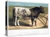 Shorthorn Bull Ironclad, 1875-null-Stretched Canvas
