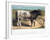 Shorthorn Bull Ironclad, 1875-null-Framed Giclee Print