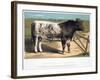 Shorthorn Bull Ironclad, 1875-null-Framed Giclee Print