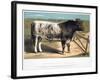 Shorthorn Bull Ironclad, 1875-null-Framed Giclee Print