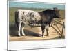 Shorthorn Bull Ironclad, 1875-null-Mounted Giclee Print