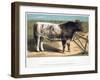 Shorthorn Bull Ironclad, 1875-null-Framed Giclee Print