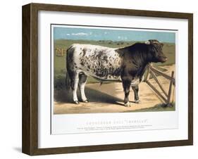 Shorthorn Bull Ironclad, 1875-null-Framed Giclee Print