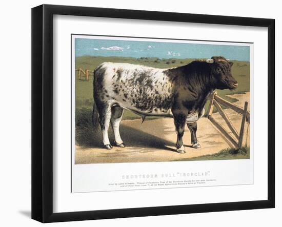 Shorthorn Bull Ironclad, 1875-null-Framed Giclee Print