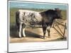 Shorthorn Bull Ironclad, 1875-null-Mounted Giclee Print