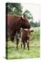 Shorthorn Cattle Cow and Calf-null-Stretched Canvas