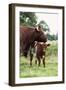 Shorthorn Cattle Cow and Calf-null-Framed Photographic Print