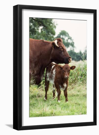 Shorthorn Cattle Cow and Calf-null-Framed Photographic Print