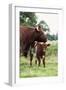 Shorthorn Cattle Cow and Calf-null-Framed Photographic Print