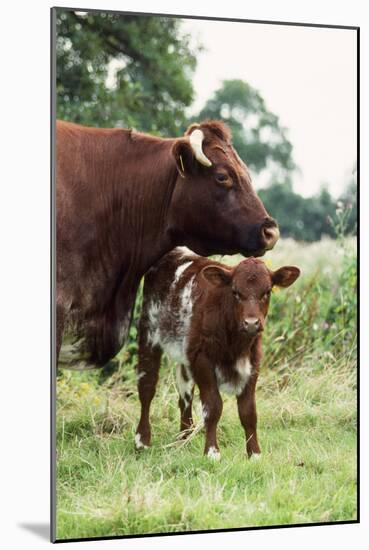 Shorthorn Cattle Cow and Calf-null-Mounted Photographic Print