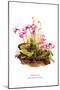 Shortia Galacifolia-H.g. Moon-Mounted Art Print