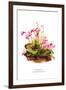 Shortia Galacifolia-H.g. Moon-Framed Art Print