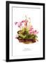 Shortia Galacifolia-H.g. Moon-Framed Art Print