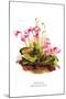 Shortia Galacifolia-H.g. Moon-Mounted Art Print