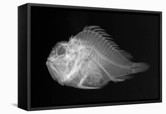 Shortsnout Scorpionfish-Sandra J. Raredon-Framed Stretched Canvas