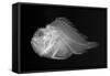 Shortsnout Scorpionfish-Sandra J. Raredon-Framed Stretched Canvas