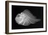 Shortsnout Scorpionfish-Sandra J. Raredon-Framed Art Print