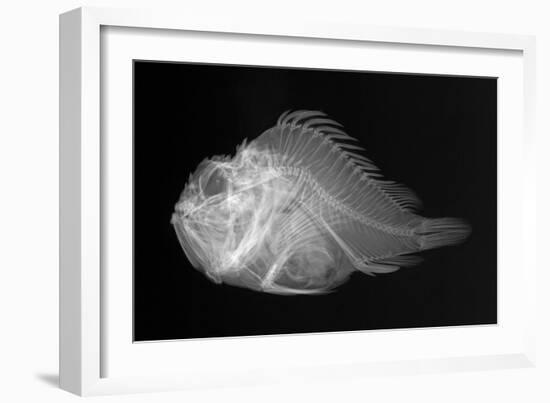 Shortsnout Scorpionfish-Sandra J. Raredon-Framed Art Print