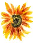 Flower of Sunflower-shoshina-Art Print
