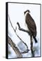 Shoshone National Forest, Wyoming. Osprey Sits on a Branch-Janet Muir-Framed Stretched Canvas