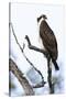 Shoshone National Forest, Wyoming. Osprey Sits on a Branch-Janet Muir-Stretched Canvas