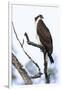 Shoshone National Forest, Wyoming. Osprey Sits on a Branch-Janet Muir-Framed Photographic Print