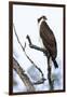 Shoshone National Forest, Wyoming. Osprey Sits on a Branch-Janet Muir-Framed Photographic Print